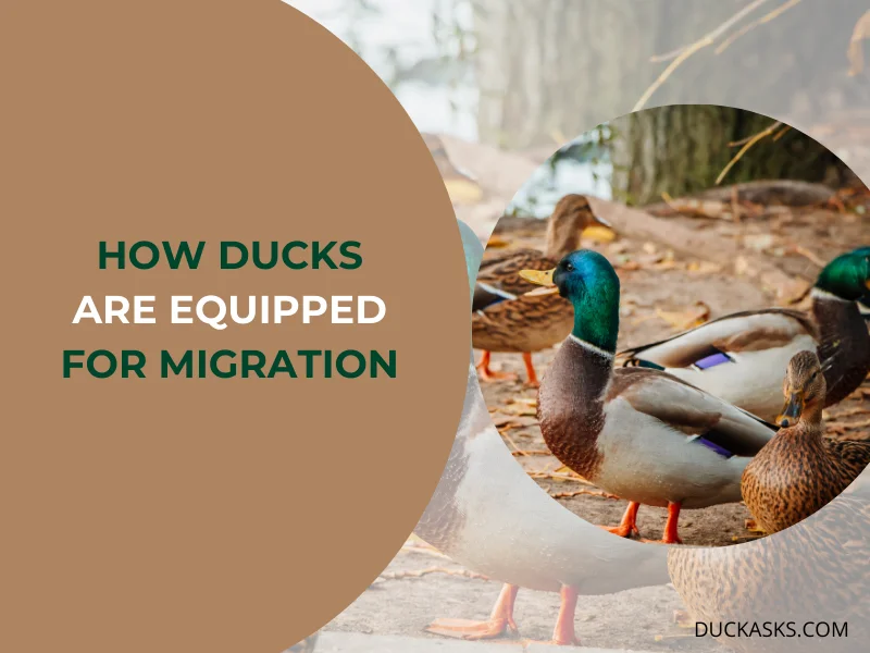 How Ducks Are Equipped for Migration