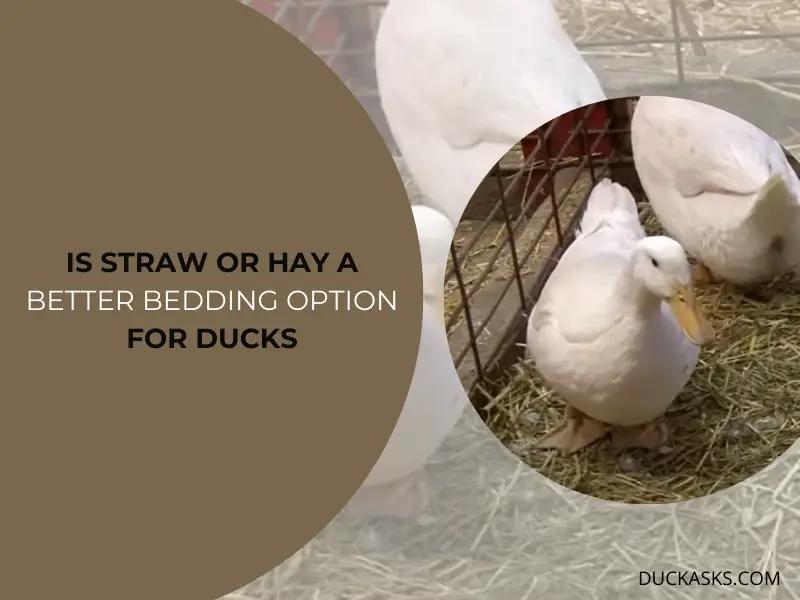 What Is The Best Bedding For Ducks? Duck Asks