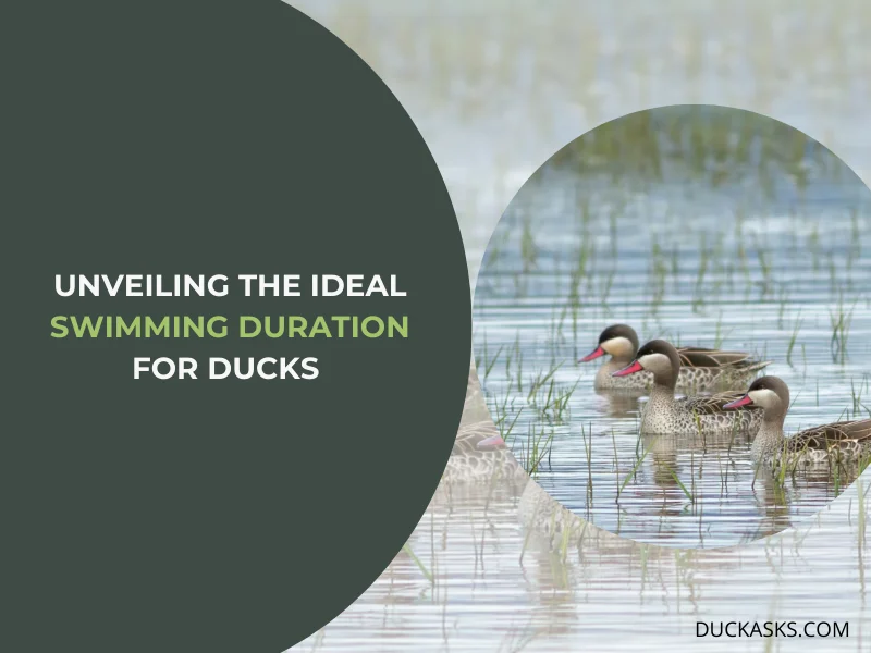 Unveiling the Ideal Swimming Duration for Ducks