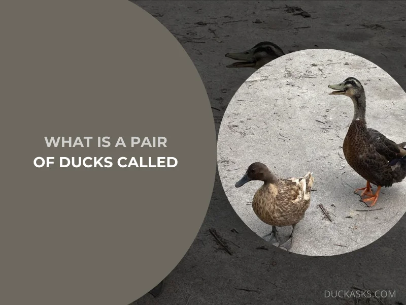 What Is a Pair of Ducks Called