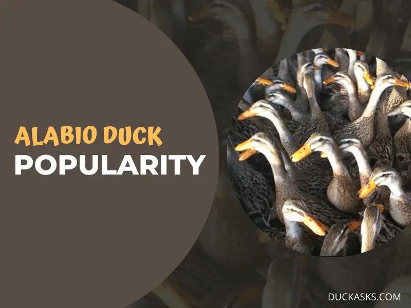 The Popularity of Alabio Ducks