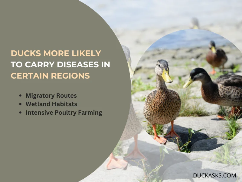 Are Ducks More Likely to Carry Diseases in Certain Regions