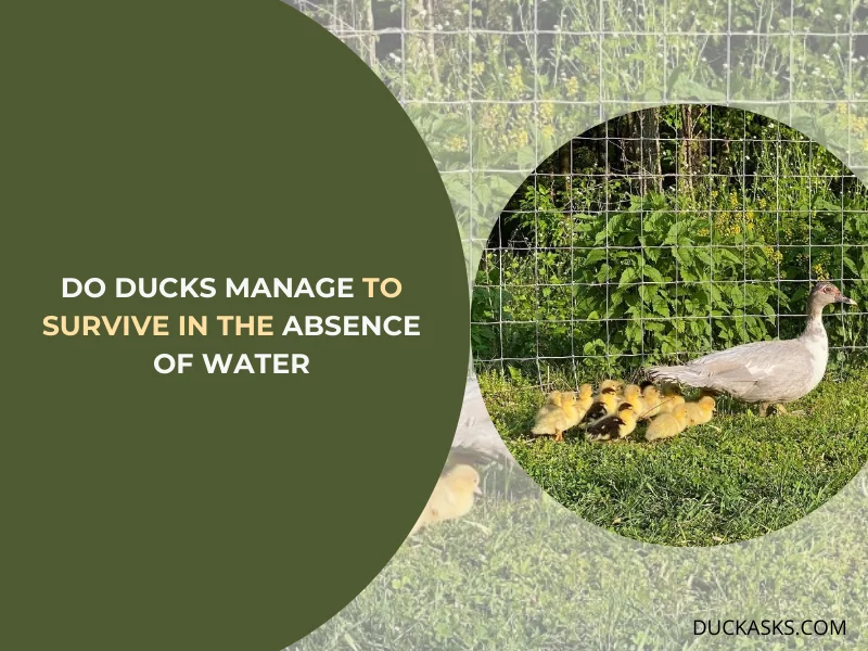 Do Ducks Manage to Survive in the Absence of Water