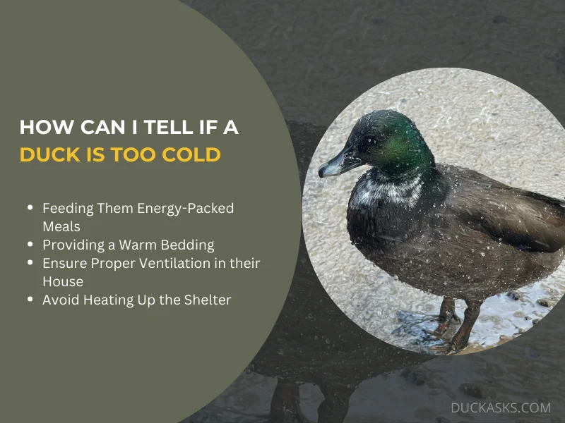 How to Protect Ducks from Cold Temperatures