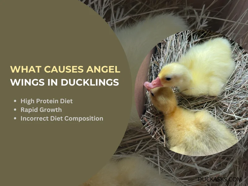 What Causes Angel Wings in Ducklings