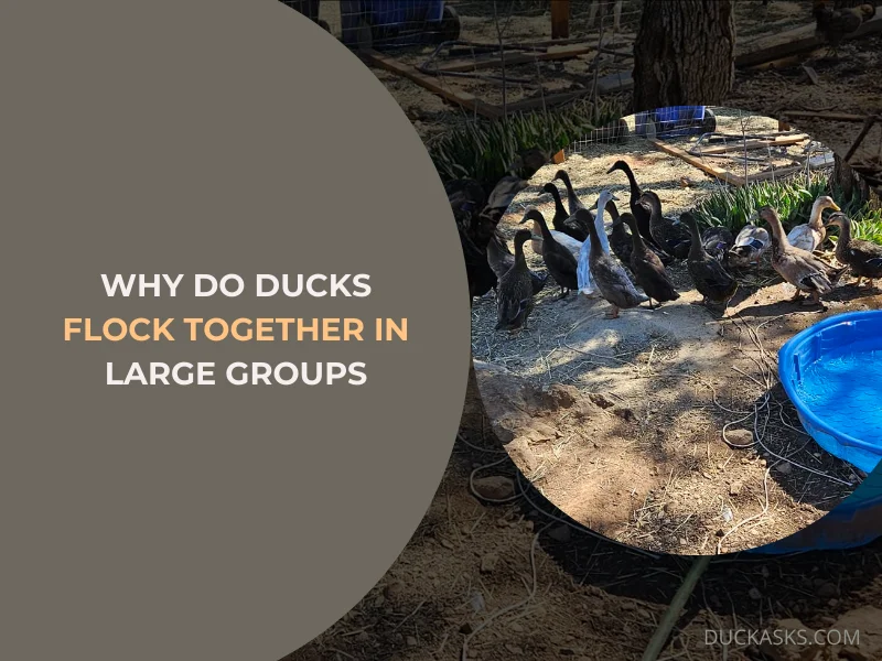 Why Do Ducks Flock Together in Large Groups