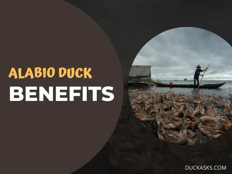 The Benefits of Raising Alabio Ducks