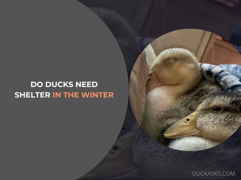 Do Ducks Need Shelter in the Winter