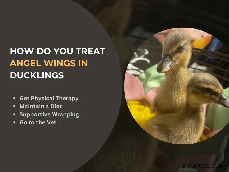 How Do You Treat Angel Wings in Ducklings