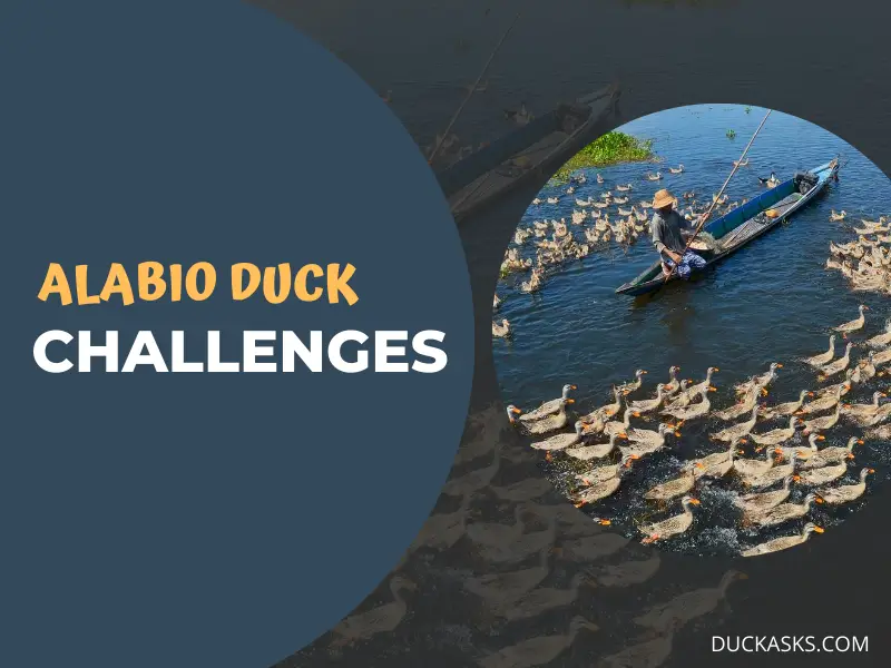 Challenges of Raising Alabio Ducks