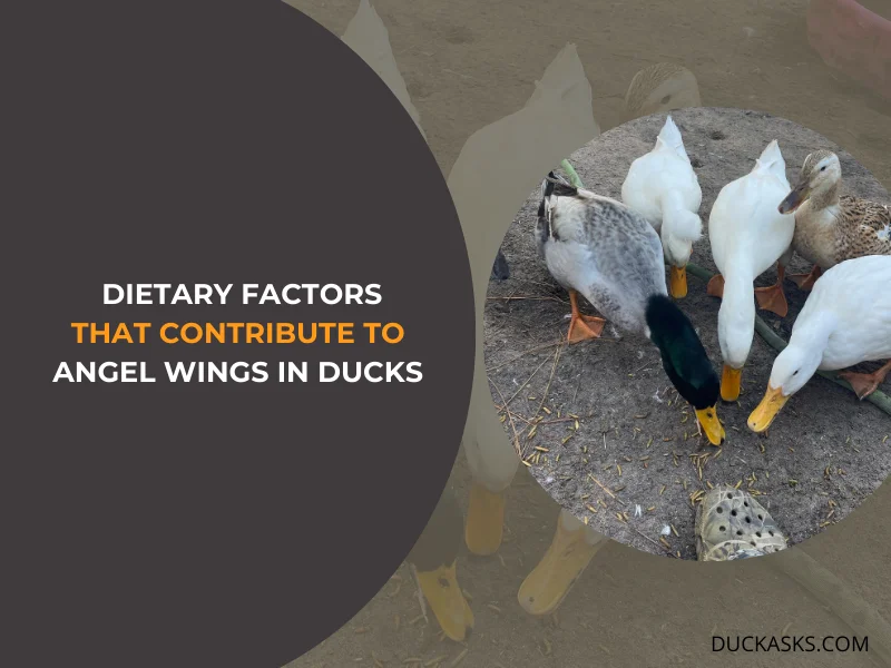 Are There Any Dietary Factors that Contribute to Angel Wings in Ducks