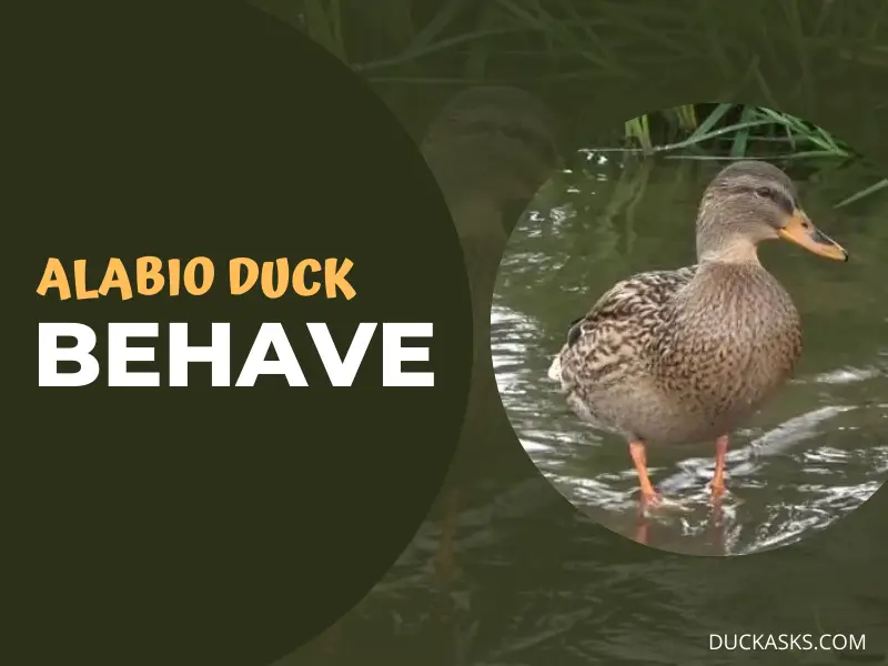 How Does a Alabio Duck Behave