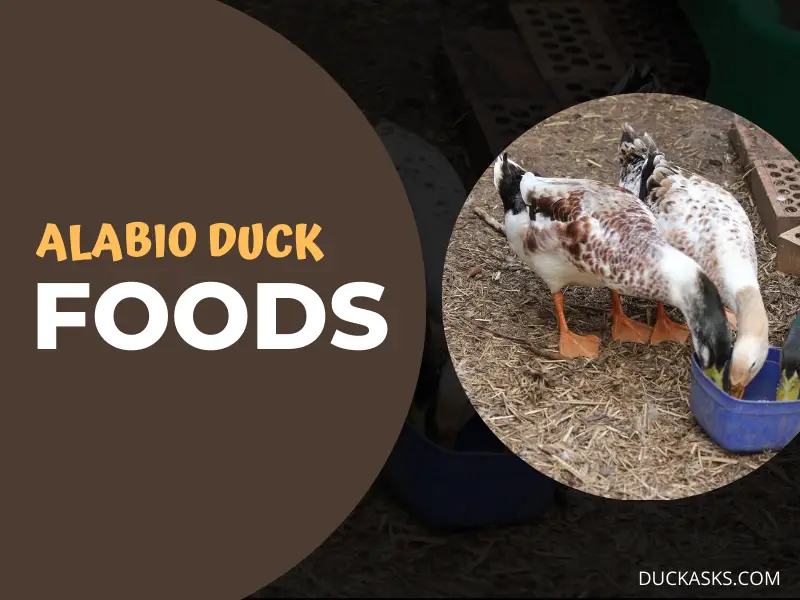 What Does a Alabio Duck Eat