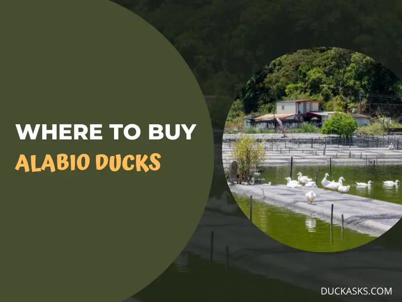 Where to Buy Alabio Ducks