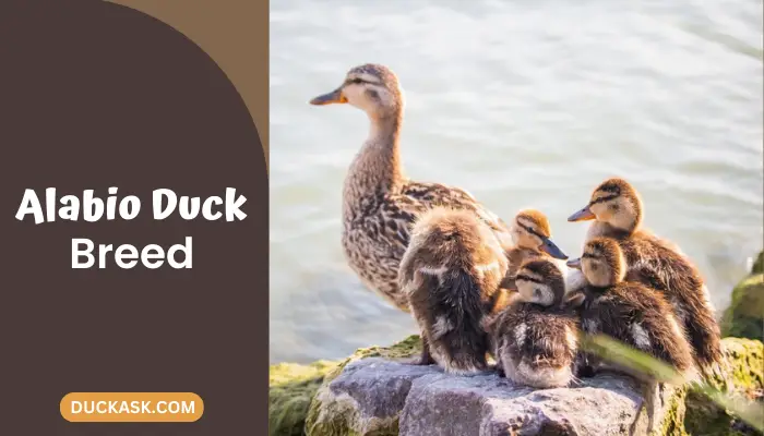 Alabio Duck: Behavior, Habitat And More