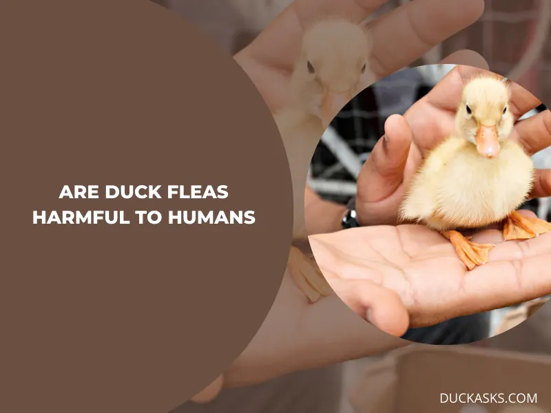 Are Duck Fleas Harmful to Humans