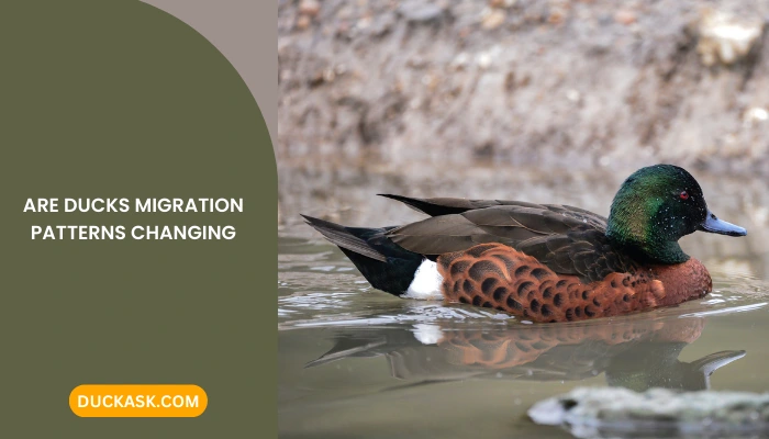 Ducks Migration Patterns: Ducks Are Migrating Late