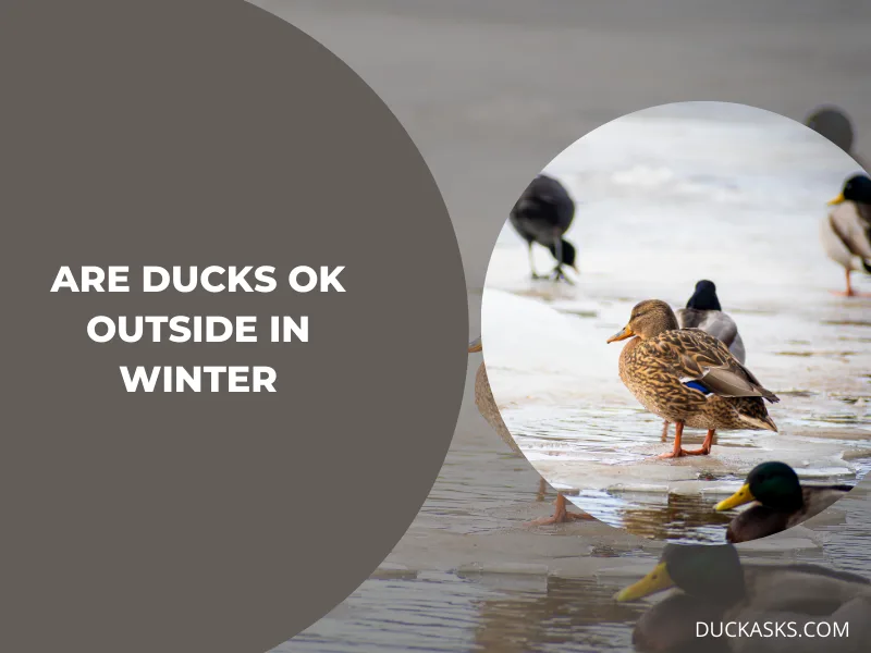 Are Ducks OK Outside in Winter