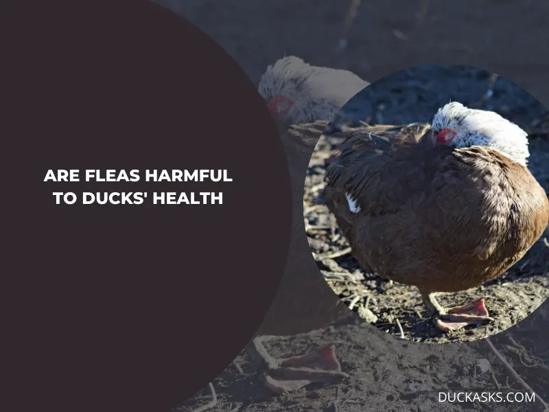 Are Fleas Harmful to Ducks_ Health