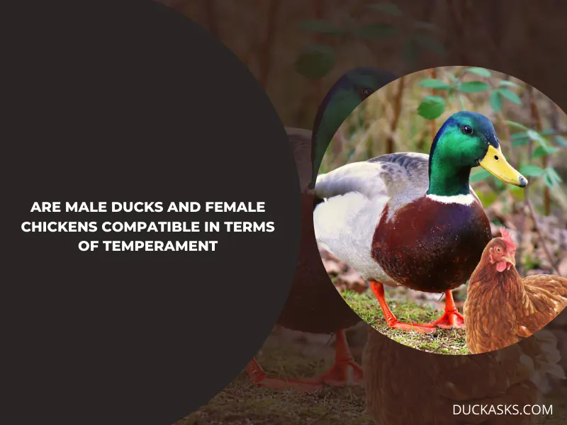 Are Male Ducks and Female Chickens Compatible in Terms of Temperament