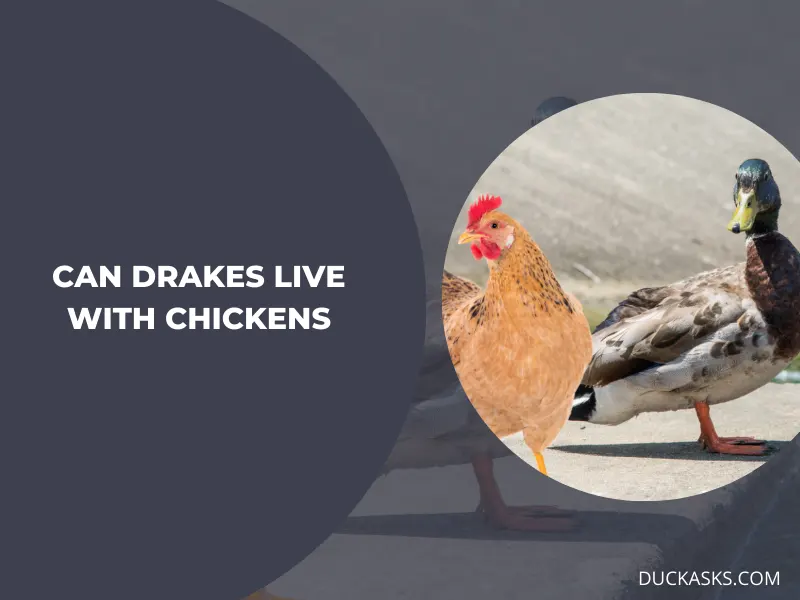 Can Drakes Live with Chickens