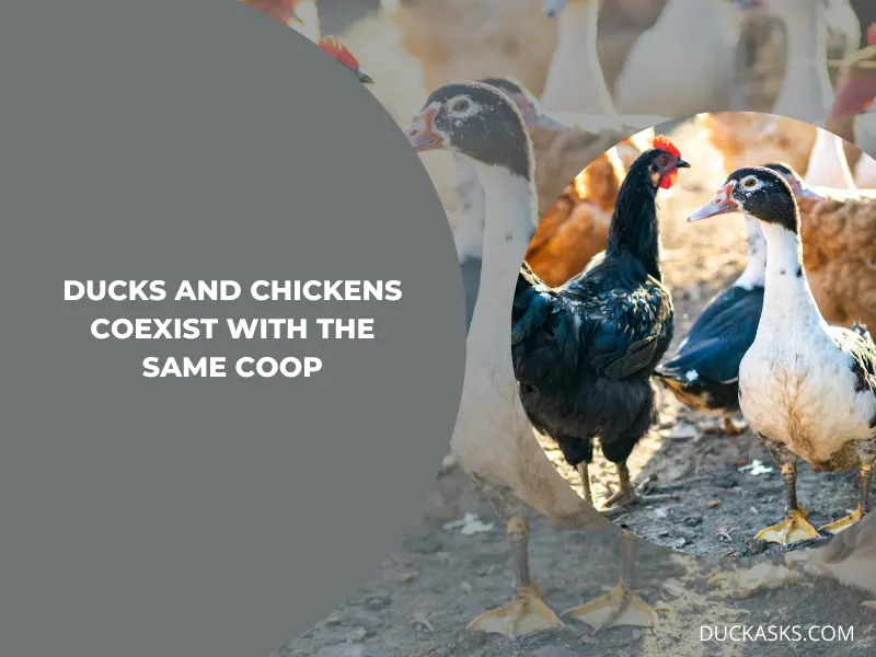 Can Ducks Coexist Peacefully with Chickens in the Same Coop