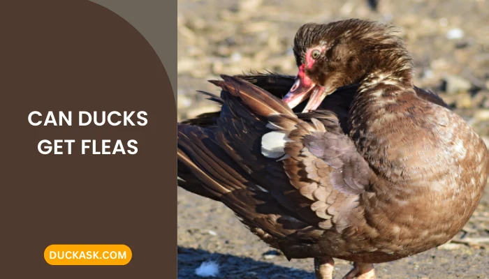 Can Ducks Get Fleas?