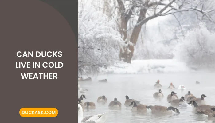 Can Ducks Live in Cold Weather?