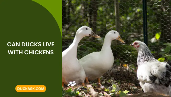 Can Ducks Live with Chickens?