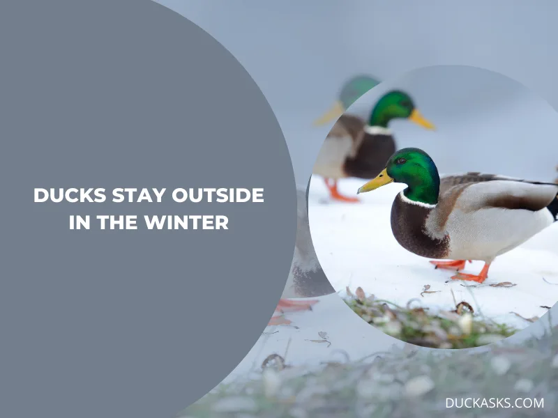 Can Ducks Stay Outside in the Winter