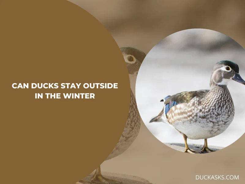 Can Ducks Stay Outside in the Winter