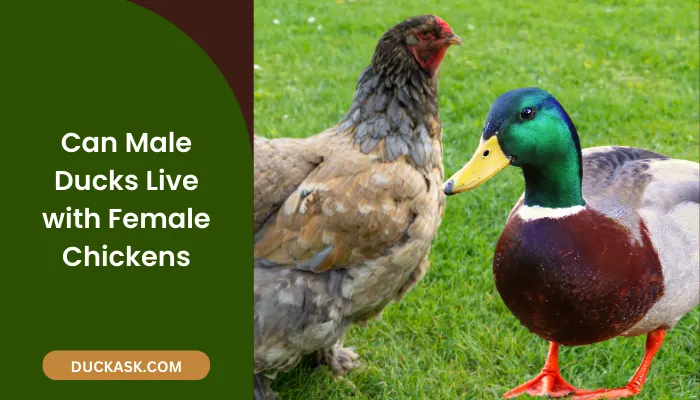 Can Male Ducks Live With Female Chickens?