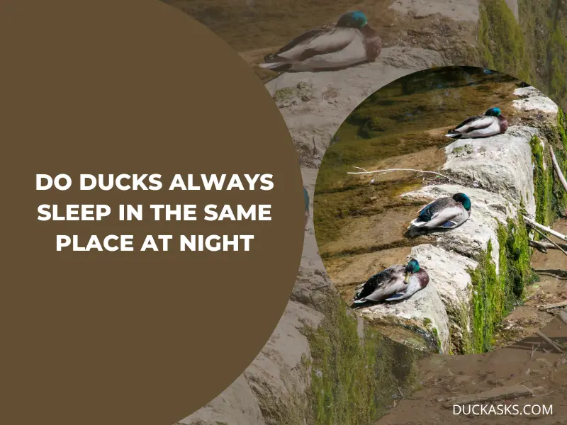 Do Ducks Always Sleep in the Same Place at Night