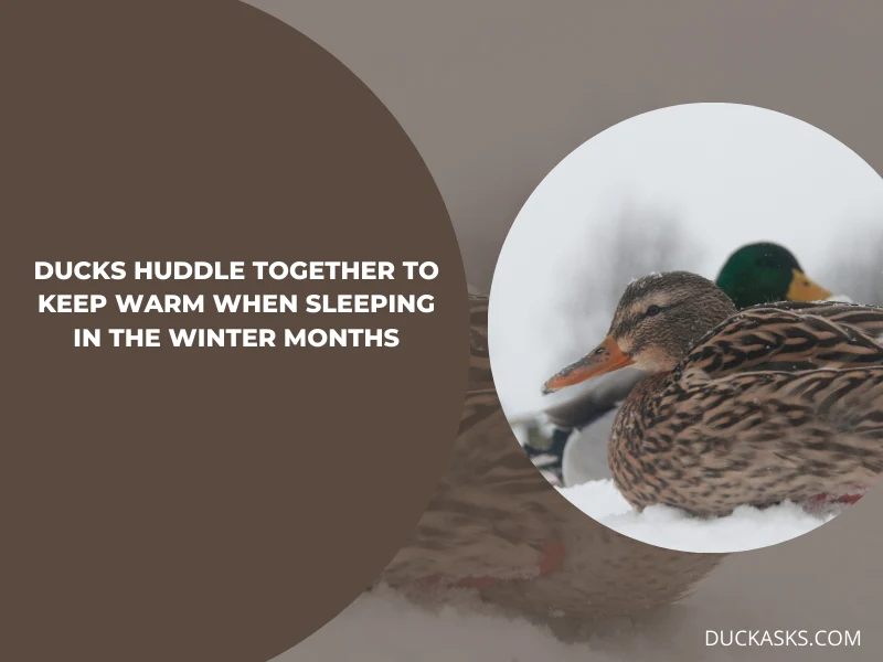 Do Ducks Huddle Together for Warmth When Sleeping During the Winter Months