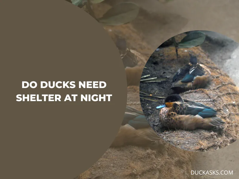 Do Ducks Need Shelter at Night