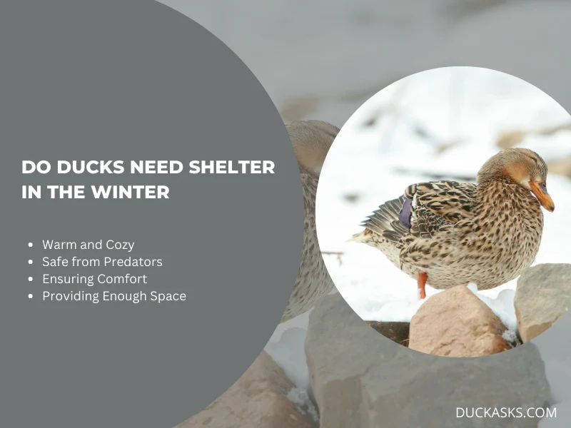 Do Ducks Need Shelter in the Winter