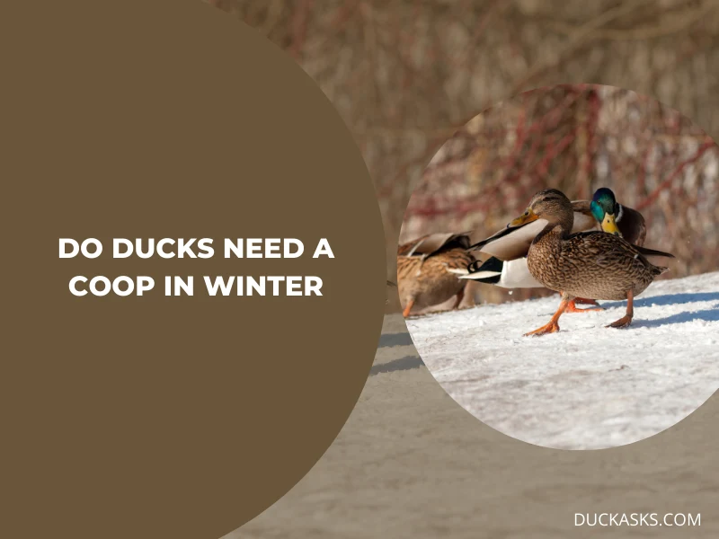 Do Ducks Need a Coop in Winter