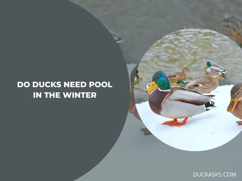 Do Ducks Need a Pool in the Winter?