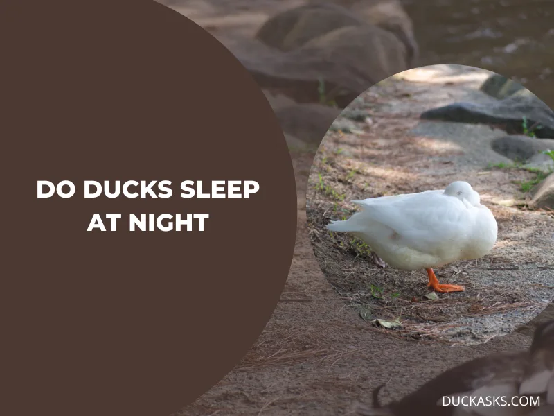 Do Ducks Sleep at Night