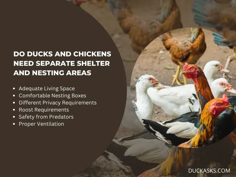 Do Ducks and Chickens Have Different Needs for Shelter and Nesting Areas