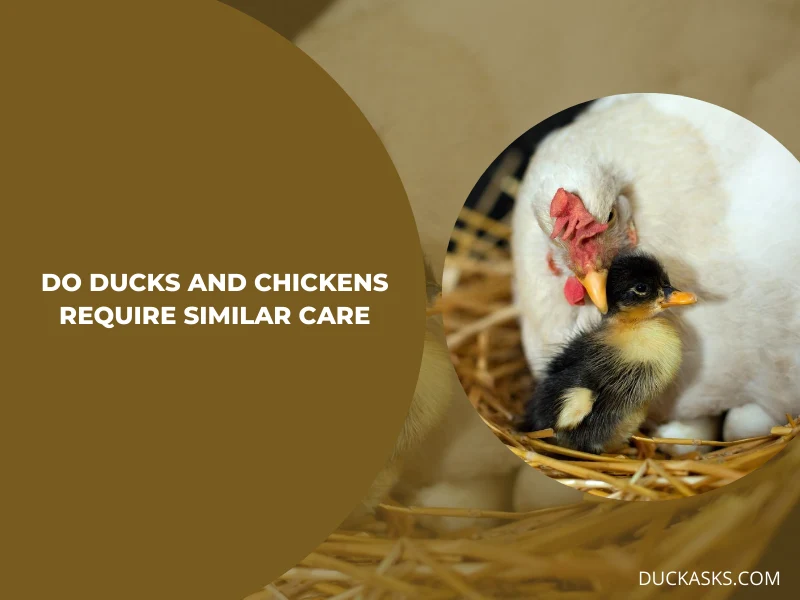 Do Ducks and Chickens Require Similar Care