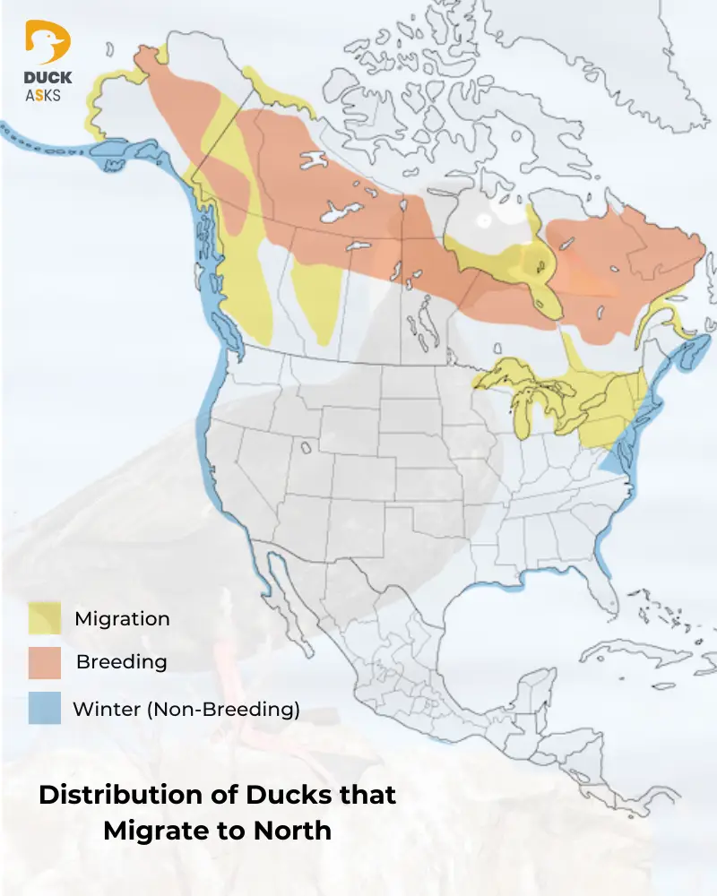 Geographic Distribution of Ducks that Migrate to North