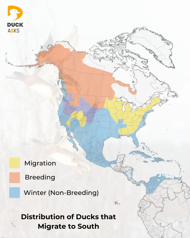 Geographic Distribution of Ducks that Migrate to South