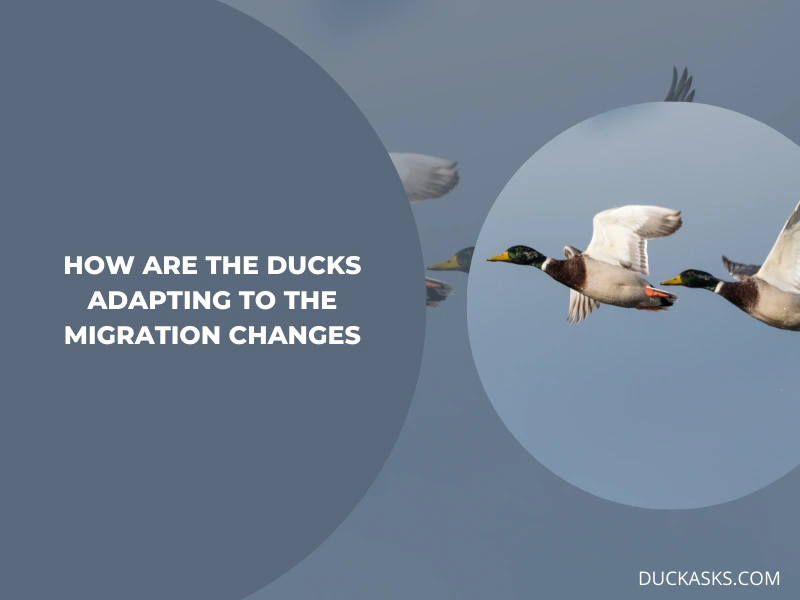 How Are the Ducks Adapting to the Migration Changes