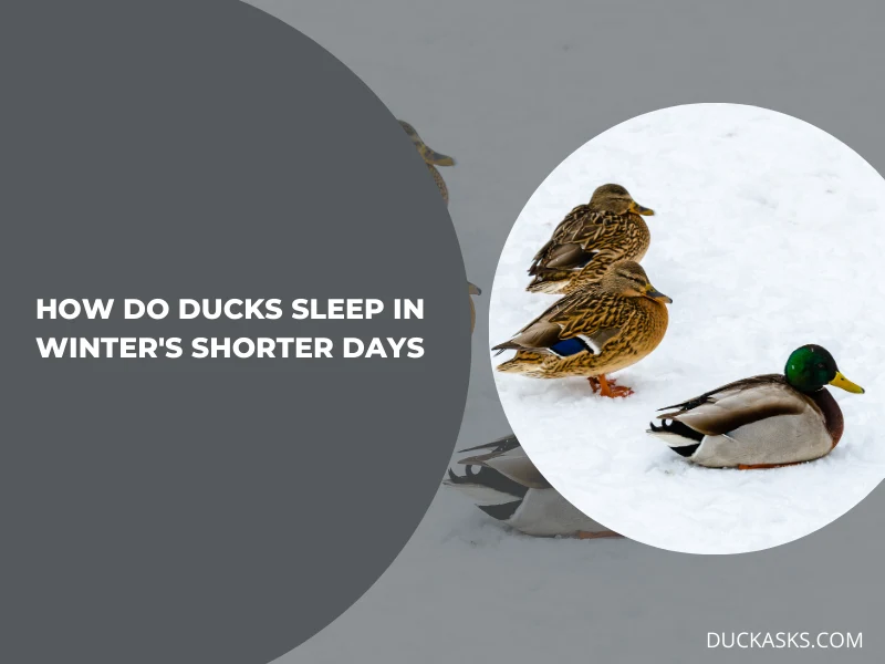 How Do Ducks Adapt Their Sleeping Habits During the Shorter Daylight Hours of Winter