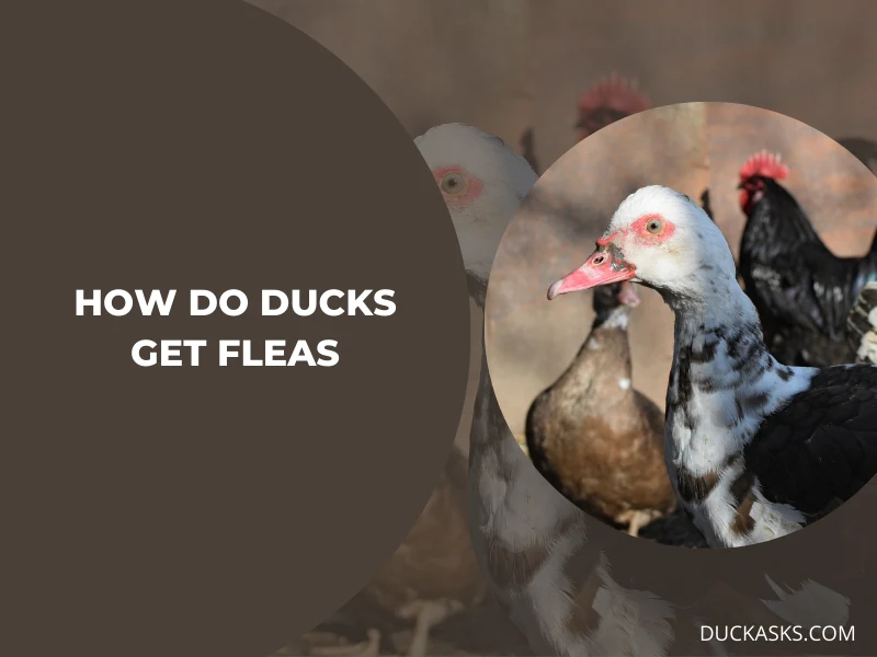 Can Ducks Get Fleas? Duck Asks