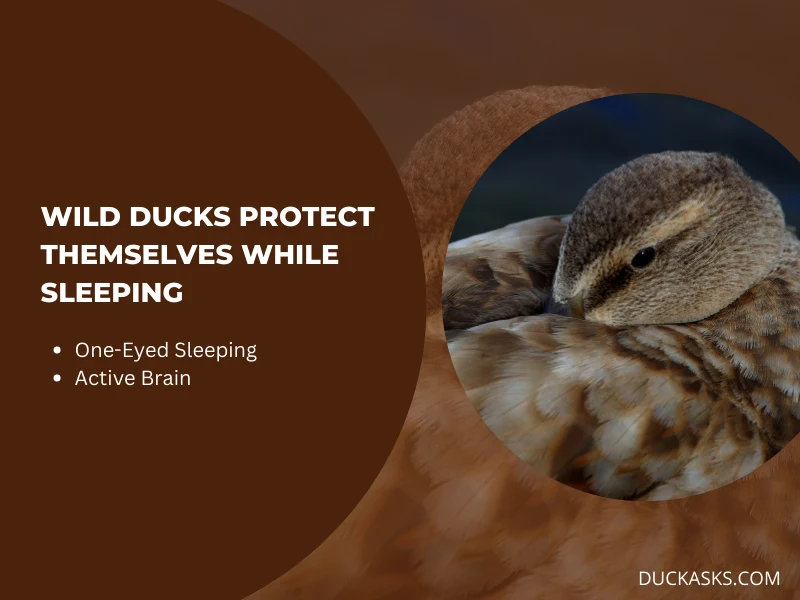 How Do Wild Ducks Protect Themselves while Sleeping