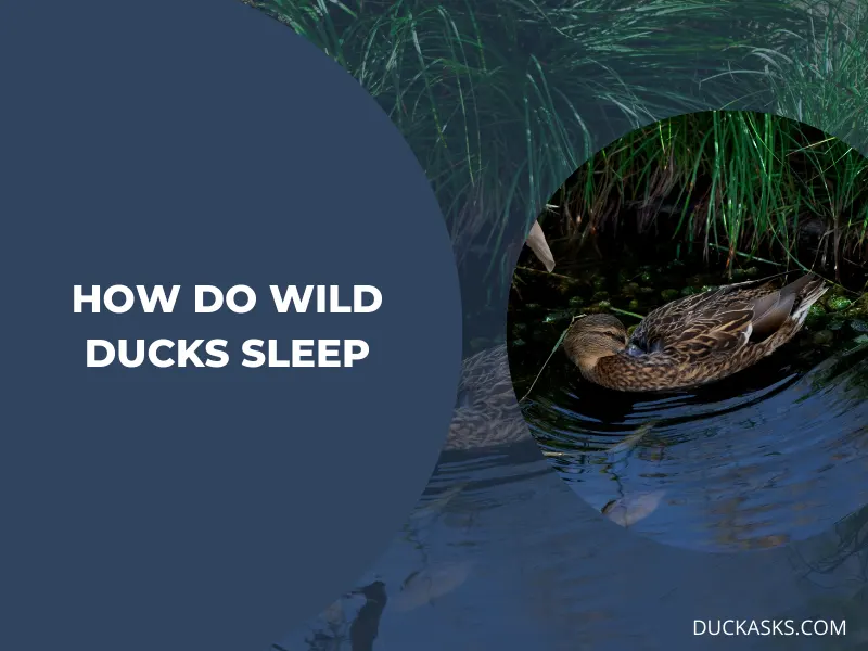 How Do Wild Ducks Sleep