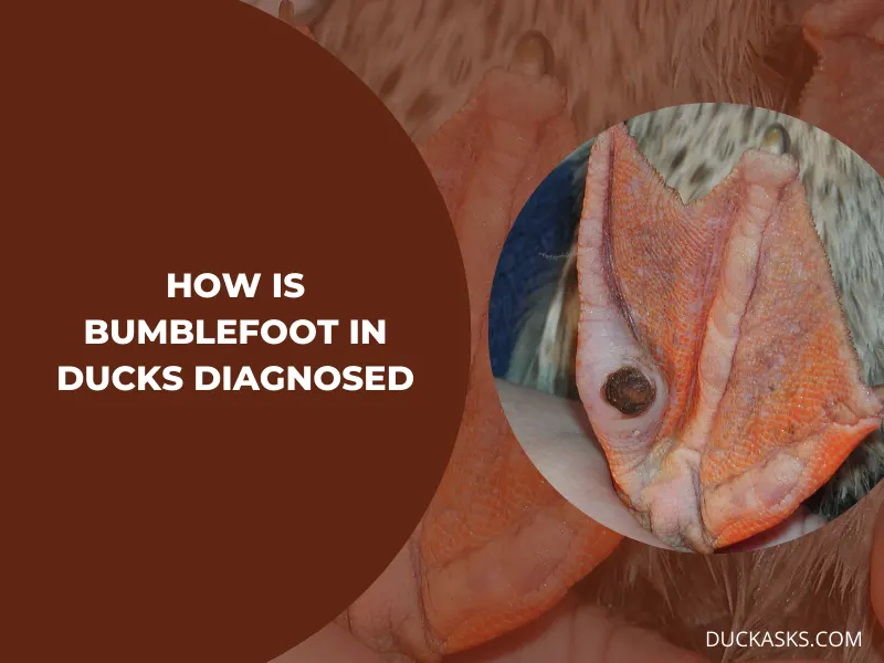 How Is Bumblefoot in Ducks Diagnosed