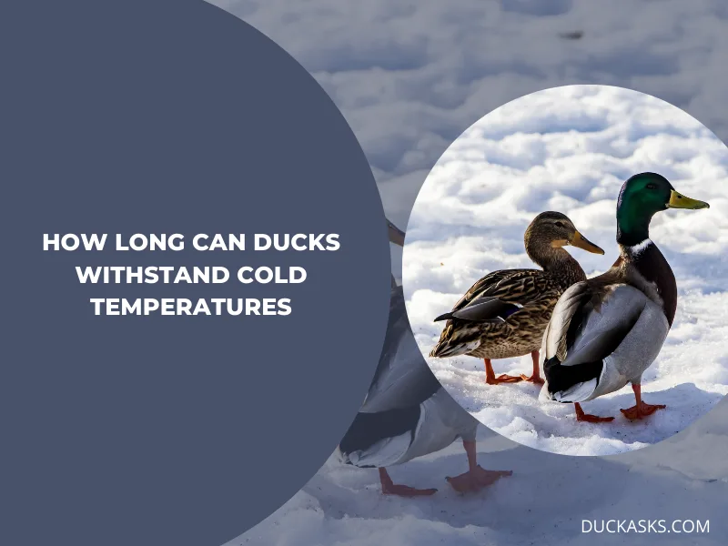 How Long Can Ducks Withstand Cold Temperatures